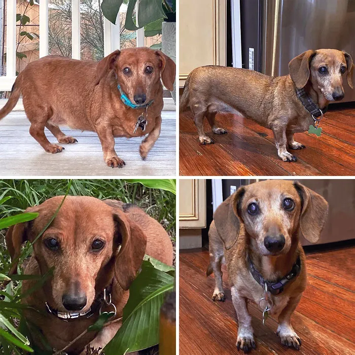   Maggie Has Lost 6 Lbs And Is Now At A Healthy And Happy Weight. We Think She Looks Amazing