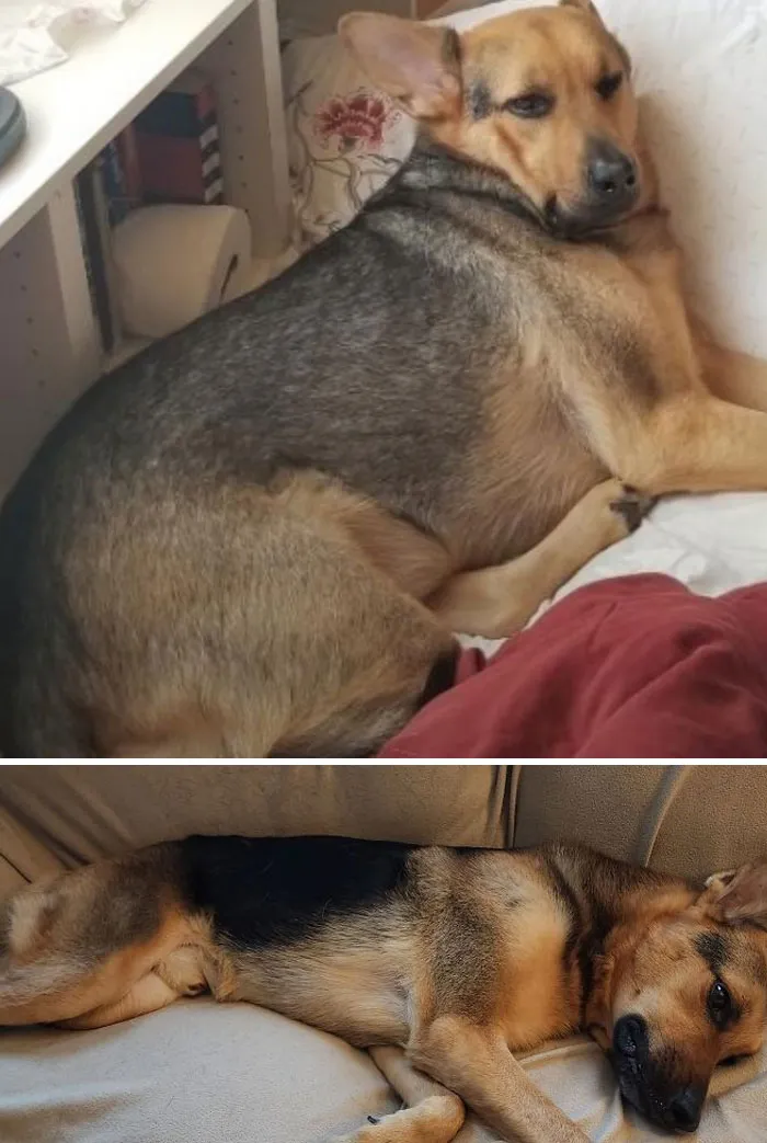 Veterinarian Said He Needed To Lose Weight. I Present To You, Dechonkified Chester. He Didn't Like The Journey But Never Takes Food For Granted After The Diet