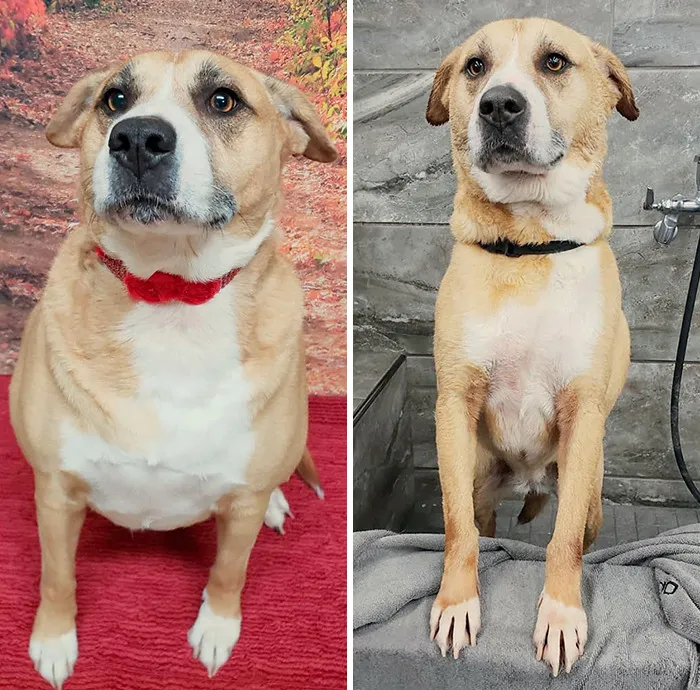 Will You Look At My Girl's Weight Loss? I Am So Proud Of Chloe And How Far She Has Come In A Year