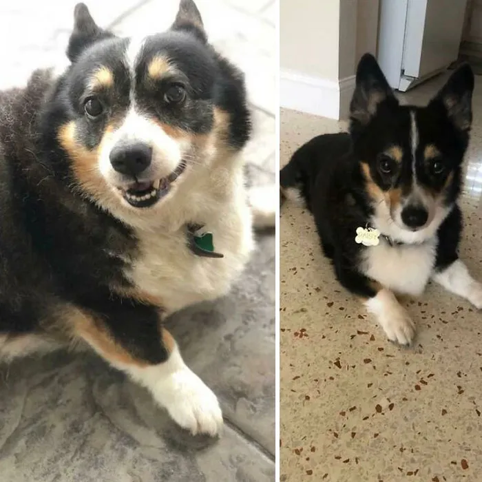 My Sister’s Corgi. From 40 Lbs To 22 Lbs
