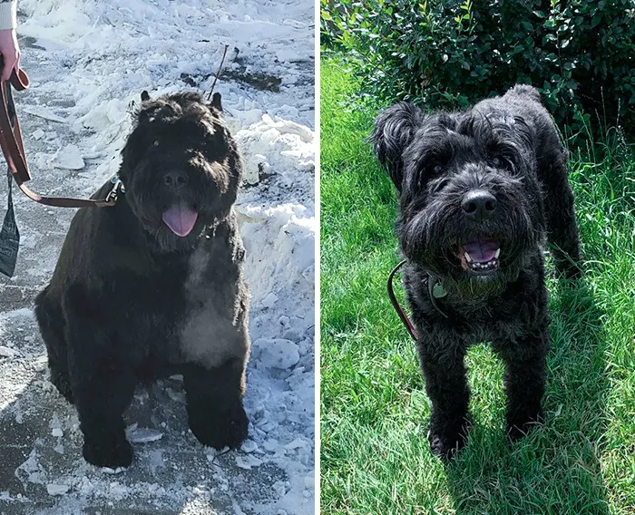 40 Lbs Down
