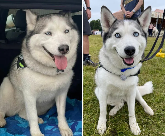 How It Started vs. How It's Going. I Went To My Forever Home And Since Then I've Lost Nearly 5 Kg