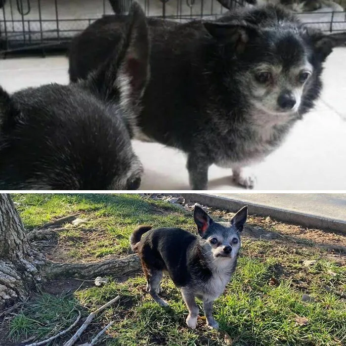 Looking Like A Completely Different Dog