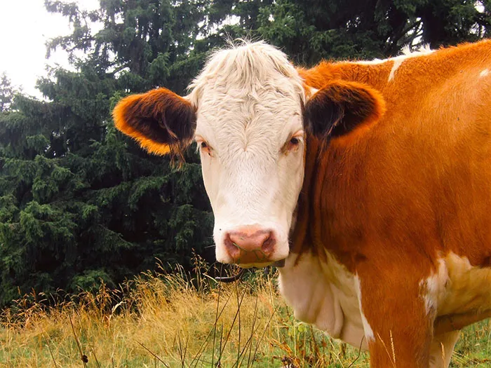 “There Was A Legal Age For Caffeine”: 50 Hilariously Silly Things People Believed To Be True