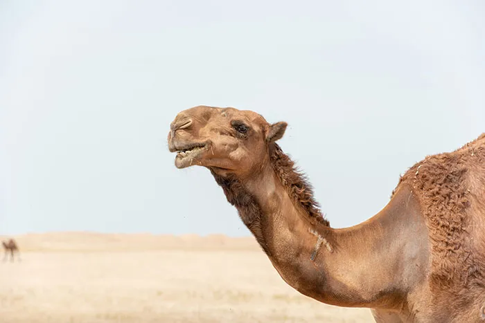 “There Was A Legal Age For Caffeine”: 50 Hilariously Silly Things People Believed To Be True