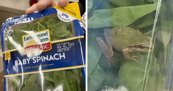 Michigan Family Is Baffled After Discovering Live Frog Inside A Sealed Bag Of 'Triple Washed' Spinach