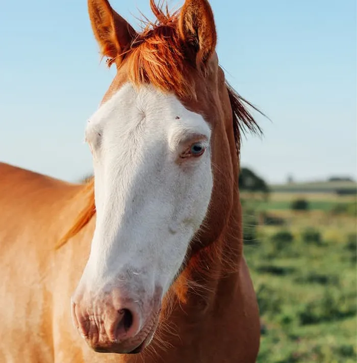 54 Facts About Horses That Shed Some Light On These Majestic Animals