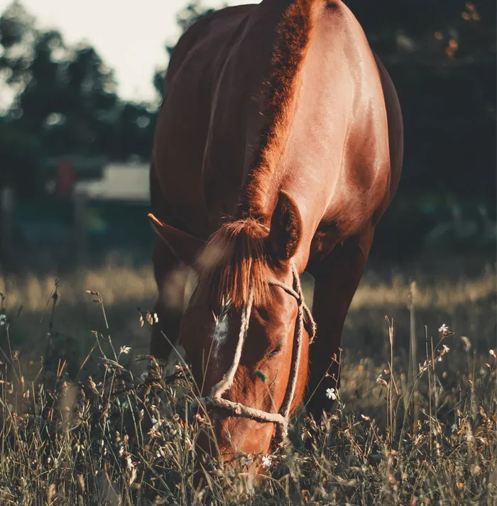 54 Facts About Horses That Shed Some Light On These Majestic Animals