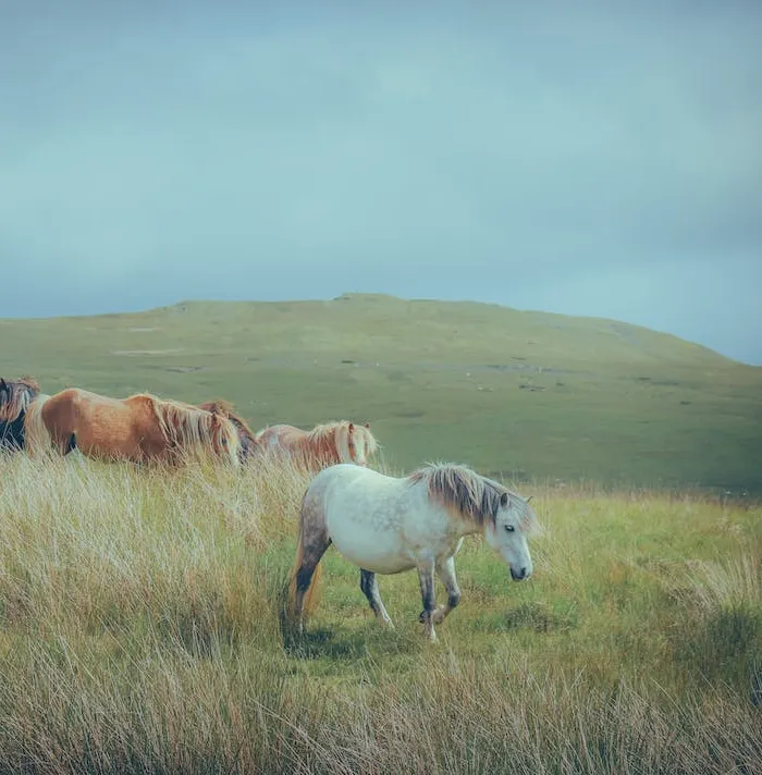 54 Facts About Horses That Shed Some Light On These Majestic Animals