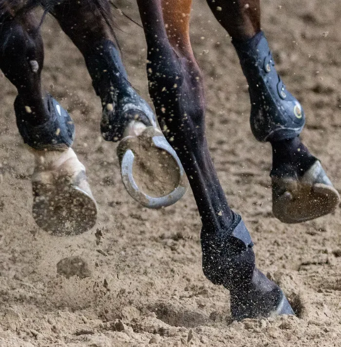 54 Facts About Horses That Shed Some Light On These Majestic Animals