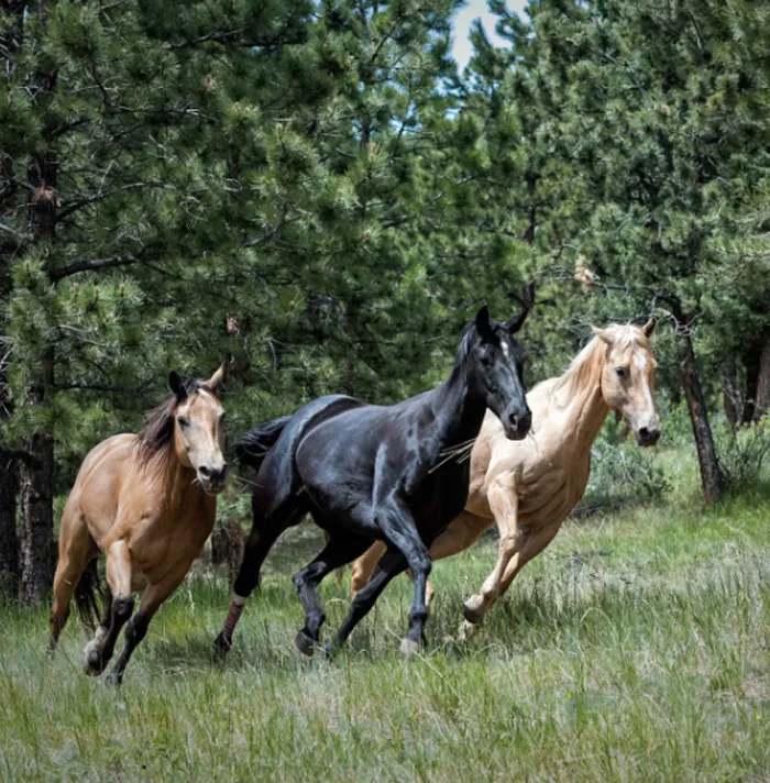 54 Facts About Horses That Shed Some Light On These Majestic Animals