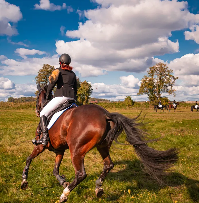54 Facts About Horses That Shed Some Light On These Majestic Animals