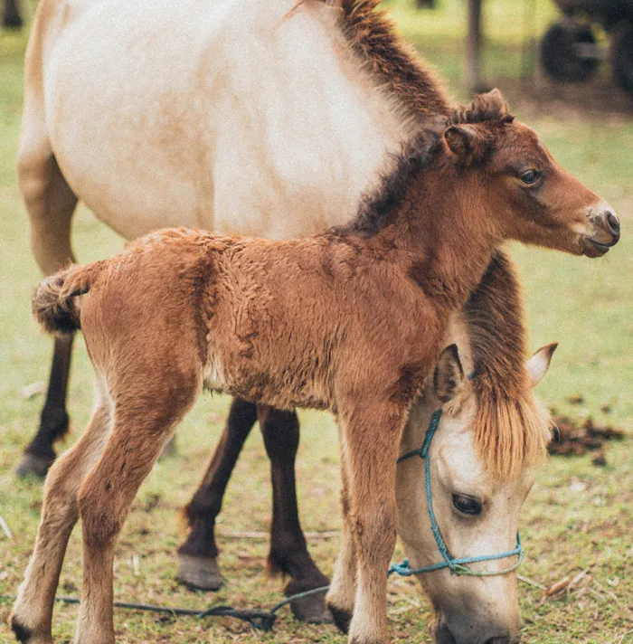 54 Facts About Horses That Shed Some Light On These Majestic Animals