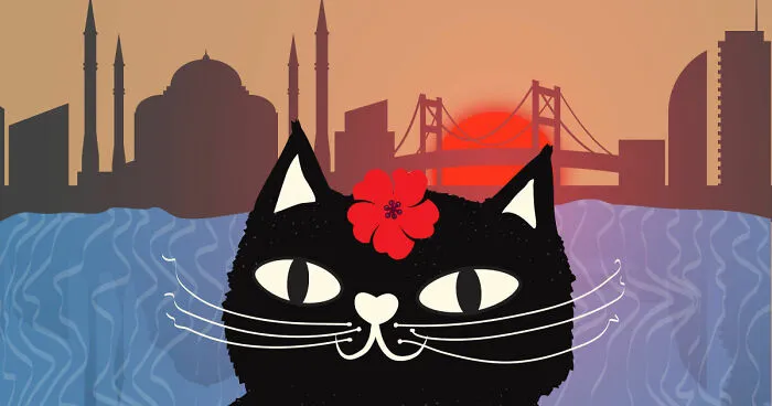 Stray Cat In Istanbul