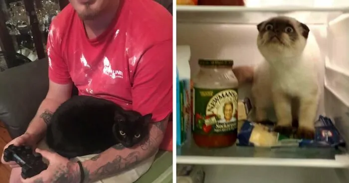 19 Important Milestones For Cat Owners