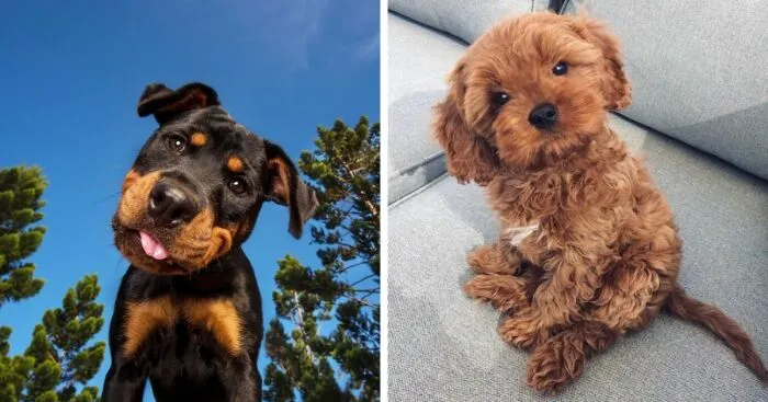 18 Dogs With Adorable Head-Tilting Skills