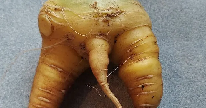 Hey Pandas, Post Pics Of Your Funny Veggies (Closed)