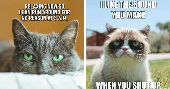I Found The 14 Funniest Lolcat Memes