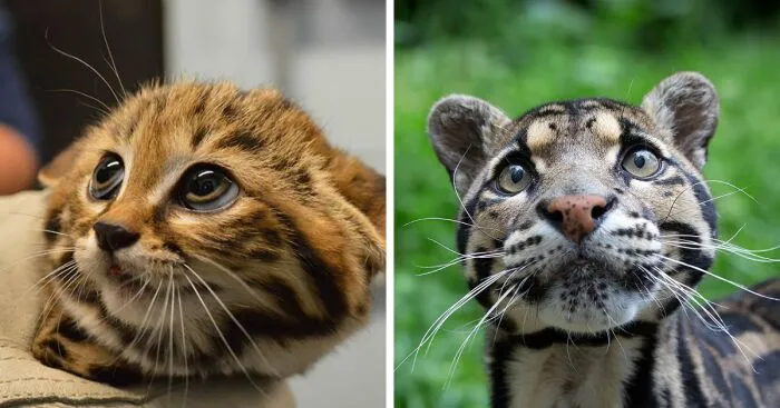 21 Rare Wild Cat Species You Probably Didn't Know Exist