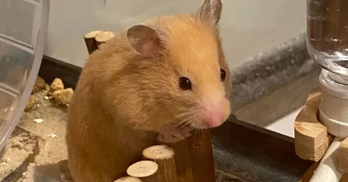 Hey Pandas, Share A Picture Of Your Hamster