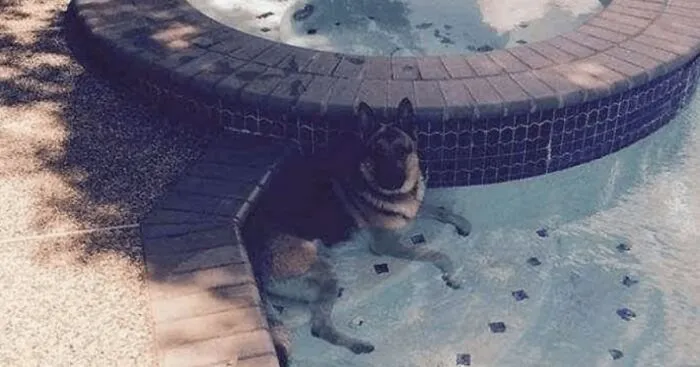 I Collected 18 Wholesome Dog Snaps That Might Make Your Day A Little Brighter