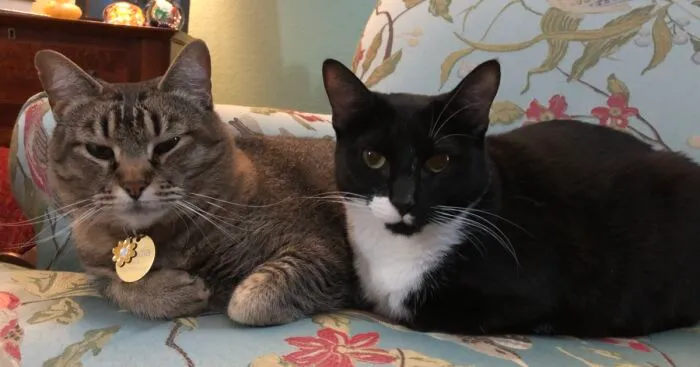 Hey Pandas, To Celebrate Black Cat Appreciation Day, Share Some Photos Of Your Feline Friends (Closed)