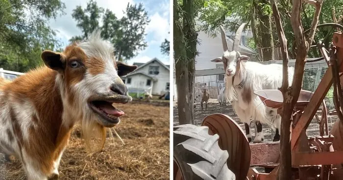 Rescue Goats And Sheep Living Their Best Life (37 Pics)