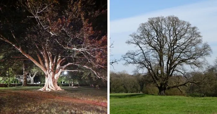 Hey Pandas, Show Us A Picture Of A Magnificent Tree You've Seen (Closed)
