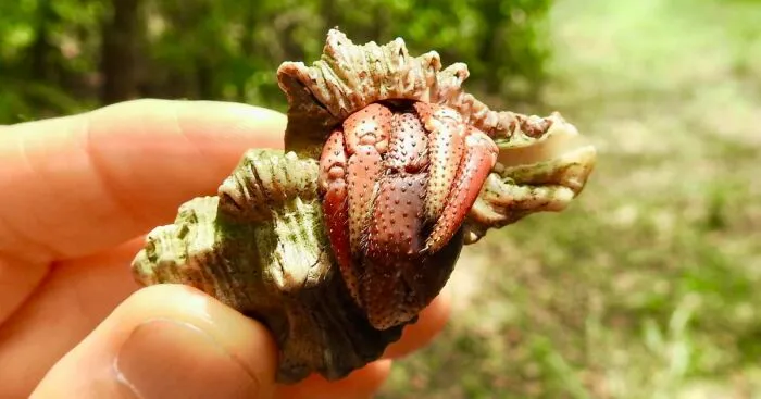 Hey Pandas, Post Your Coolest Picture Of A Creature You Saw At The Beach (Closed)