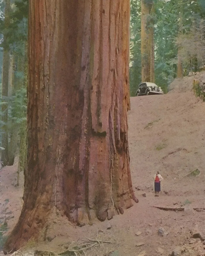 Coastal Redwoods Are A Thing To Admire