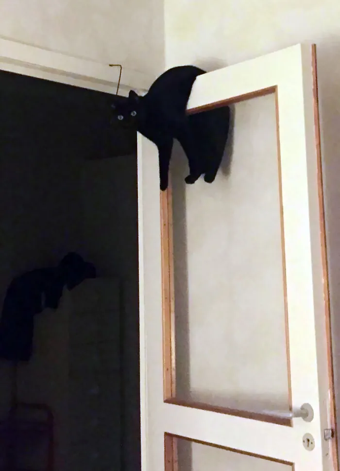 Our Cat Often Hangs Like This