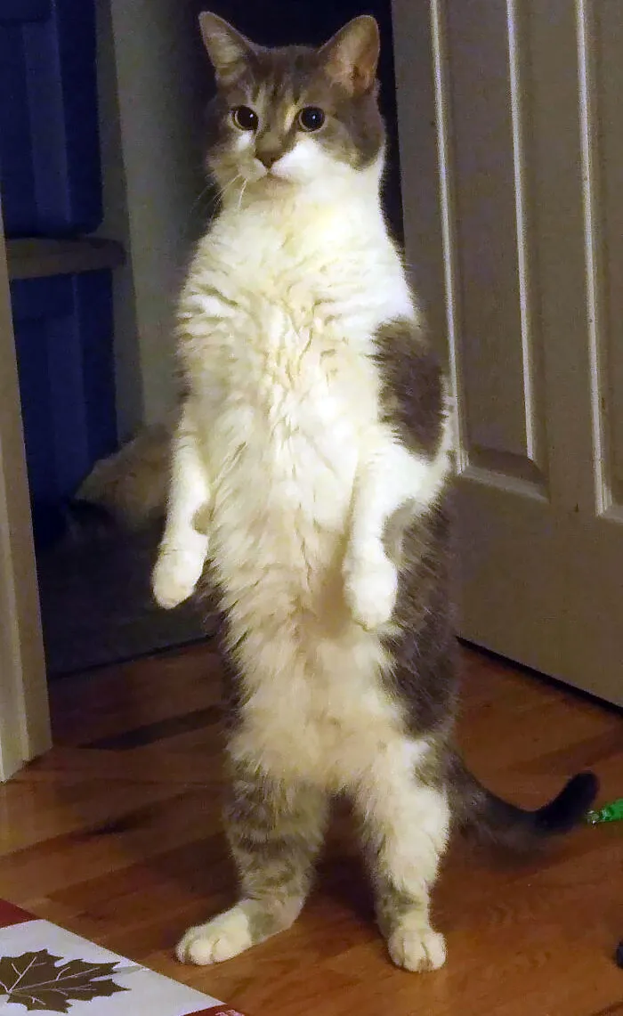 Brad Heard A Bird Out The Window And This Is How He Decided To Check It Out