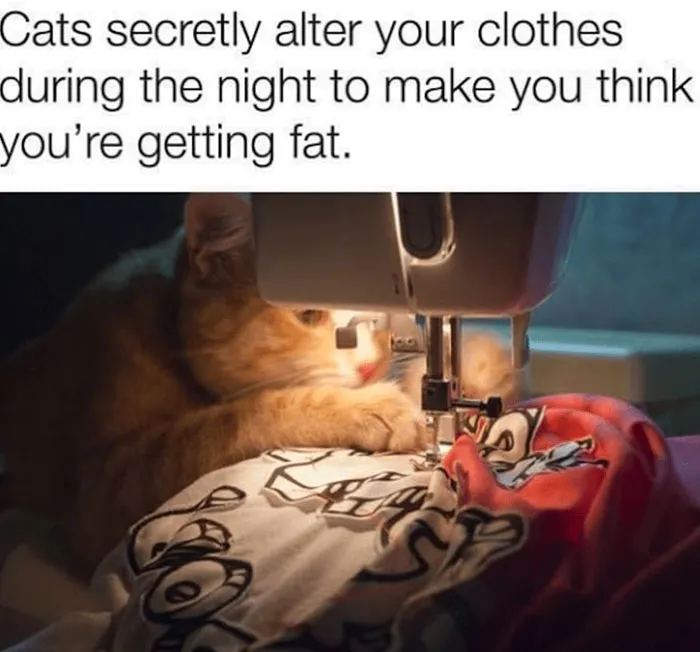 Cat humor meme showing a cat using a sewing machine to alter clothes at night.