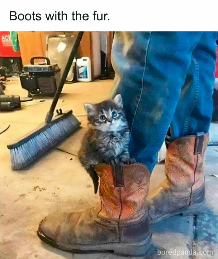 Kitten peeking out from a boot in a workshop, capturing a hilarious moment typical of cat memes.