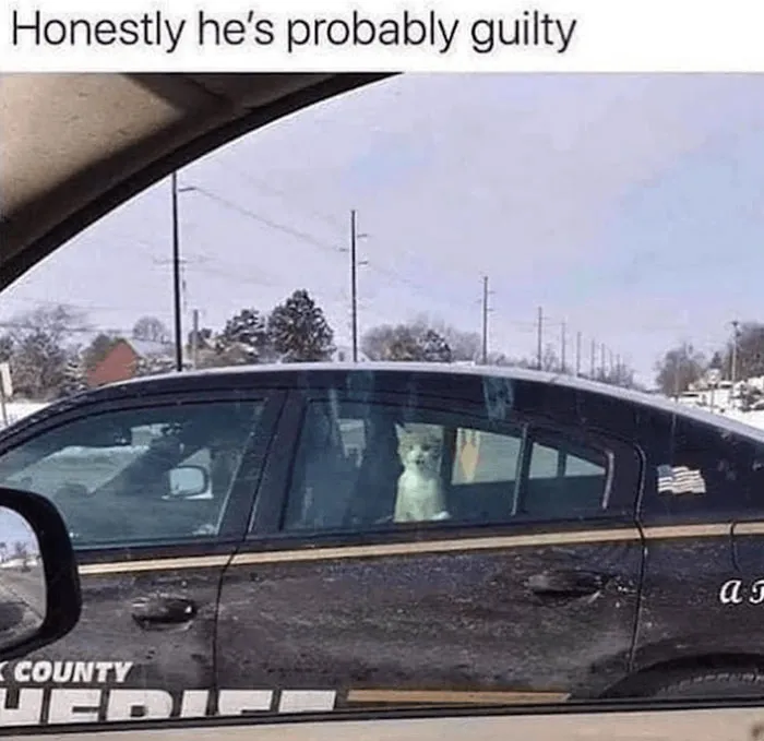 Cat meme featuring a cat sitting in a sheriff car, creating a humorous scene.