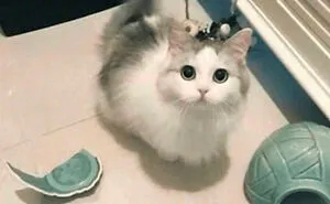 50 Hilarious Cat Memes From Happycat318 Instagram Account We’re Obsessed With