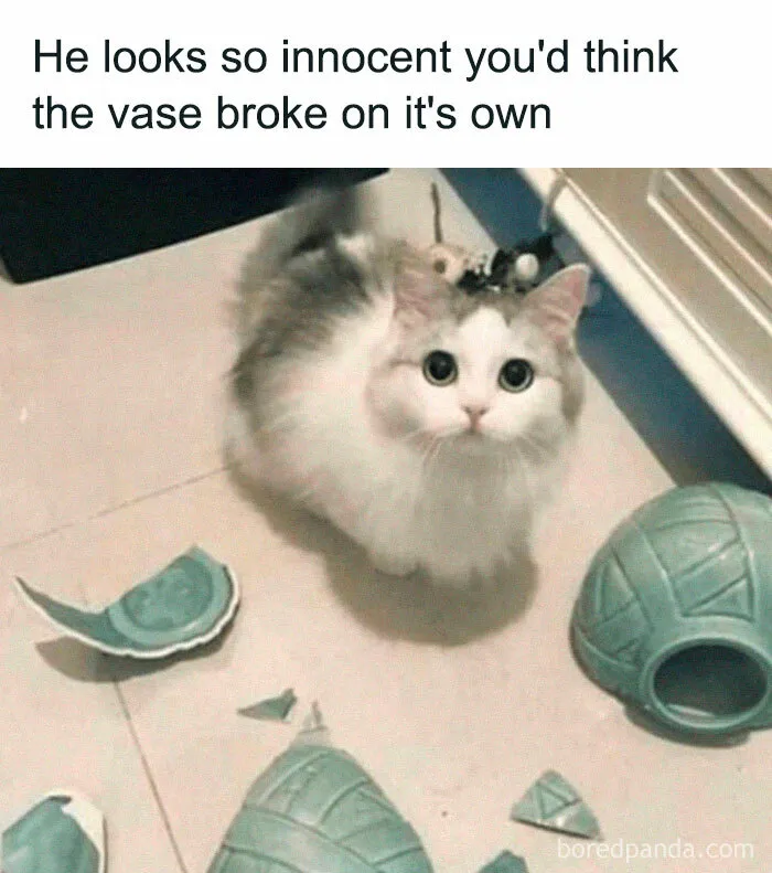 Funny-Adorable-Cat-Memes-Happycat318