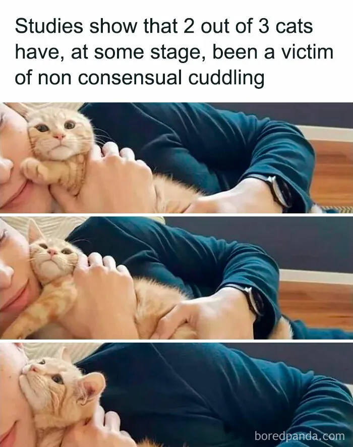 Hilarious cat meme showing three images of a person cuddling an unimpressed orange tabby cat.