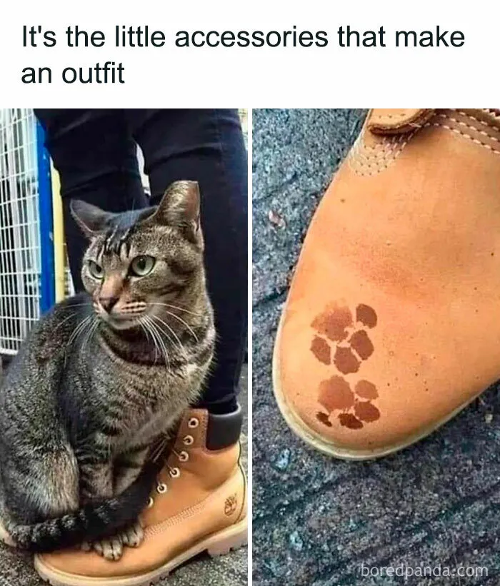 Funny cat meme featuring a tabby cat sitting on a brown boot, with paw print markings on the shoe.