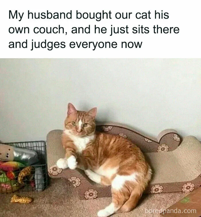 Cat meme showing a ginger cat lounging on its own miniature couch, looking judgmental.