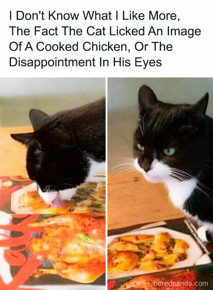 Cat humor meme showing a cat licking an image of food, looking disappointed, from Happycat318 Instagram.