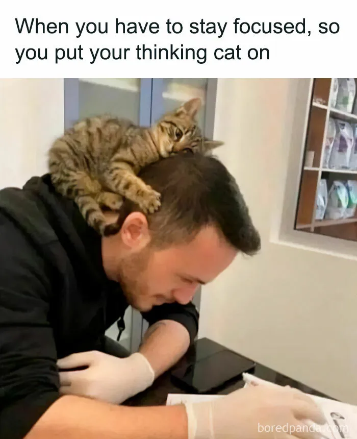 Man with a cat on his head focused on writing, exemplifying hilarious cat memes from Instagram.