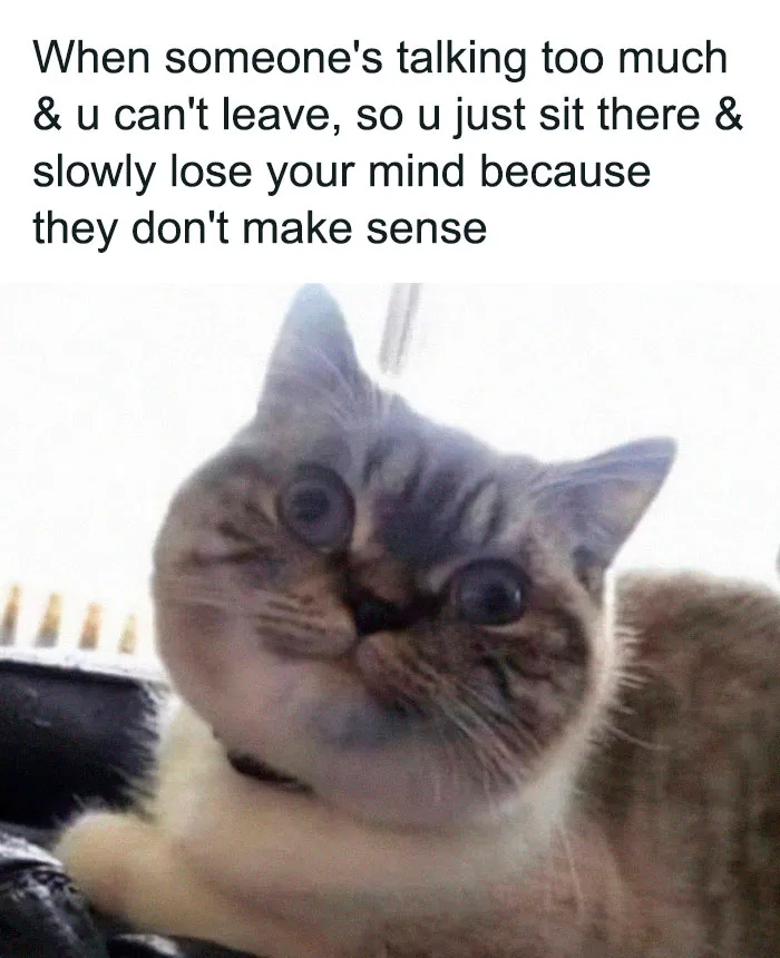 Funny cat meme with a confused expression, perfect for fans of hilarious cat content.