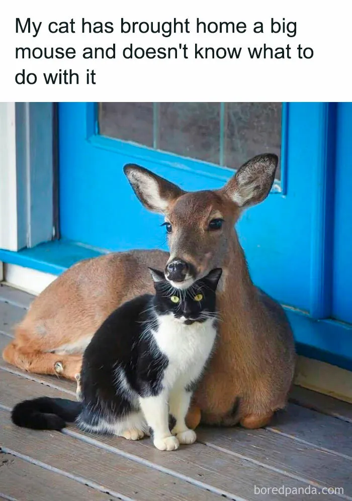50 Hilarious Cat Memes From Happycat318 Instagram Account We’re Obsessed With