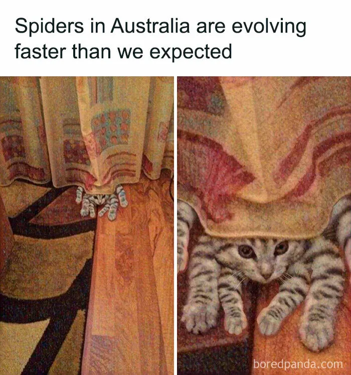 50 Hilarious Cat Memes From Happycat318 Instagram Account We’re Obsessed With