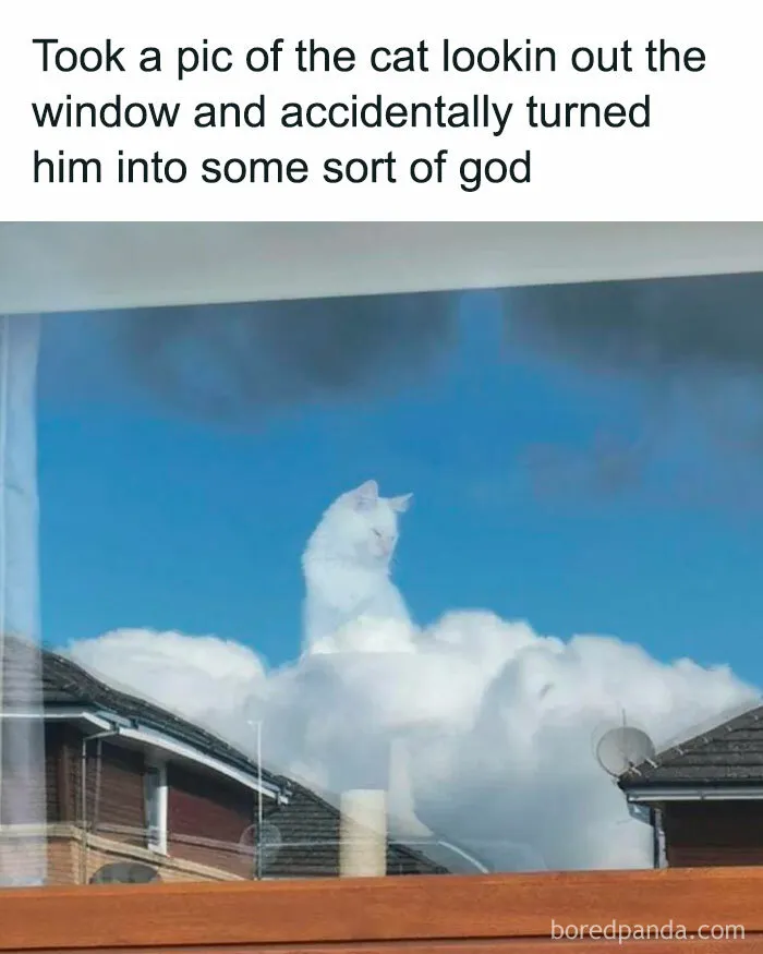 50 Hilarious Cat Memes From Happycat318 Instagram Account We’re Obsessed With