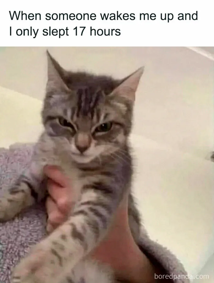 Grumpy cat meme from Happycat318 Instagram, captioned "When someone wakes me up and I only slept 17 hours".