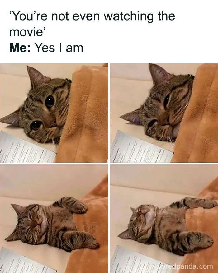 Cozy cat meme from Happycat318 on Instagram, pretending to watch a movie but clearly sleepy under a blanket.