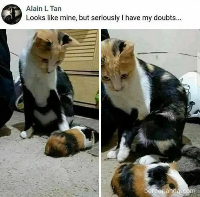 50 Hilarious Cat Memes From Happycat318 Instagram Account We’re Obsessed With