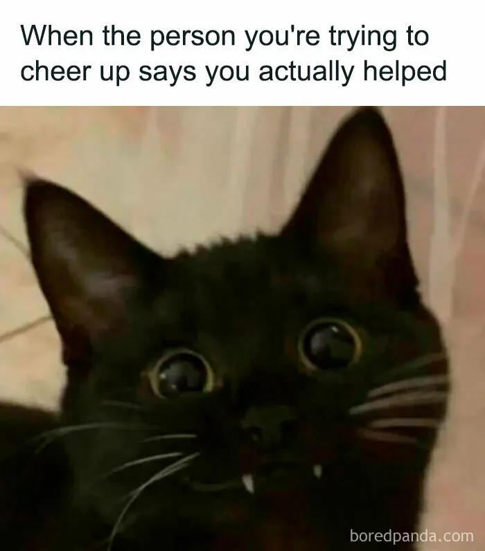 50 Hilarious Cat Memes From Happycat318 Instagram Account We’re Obsessed With